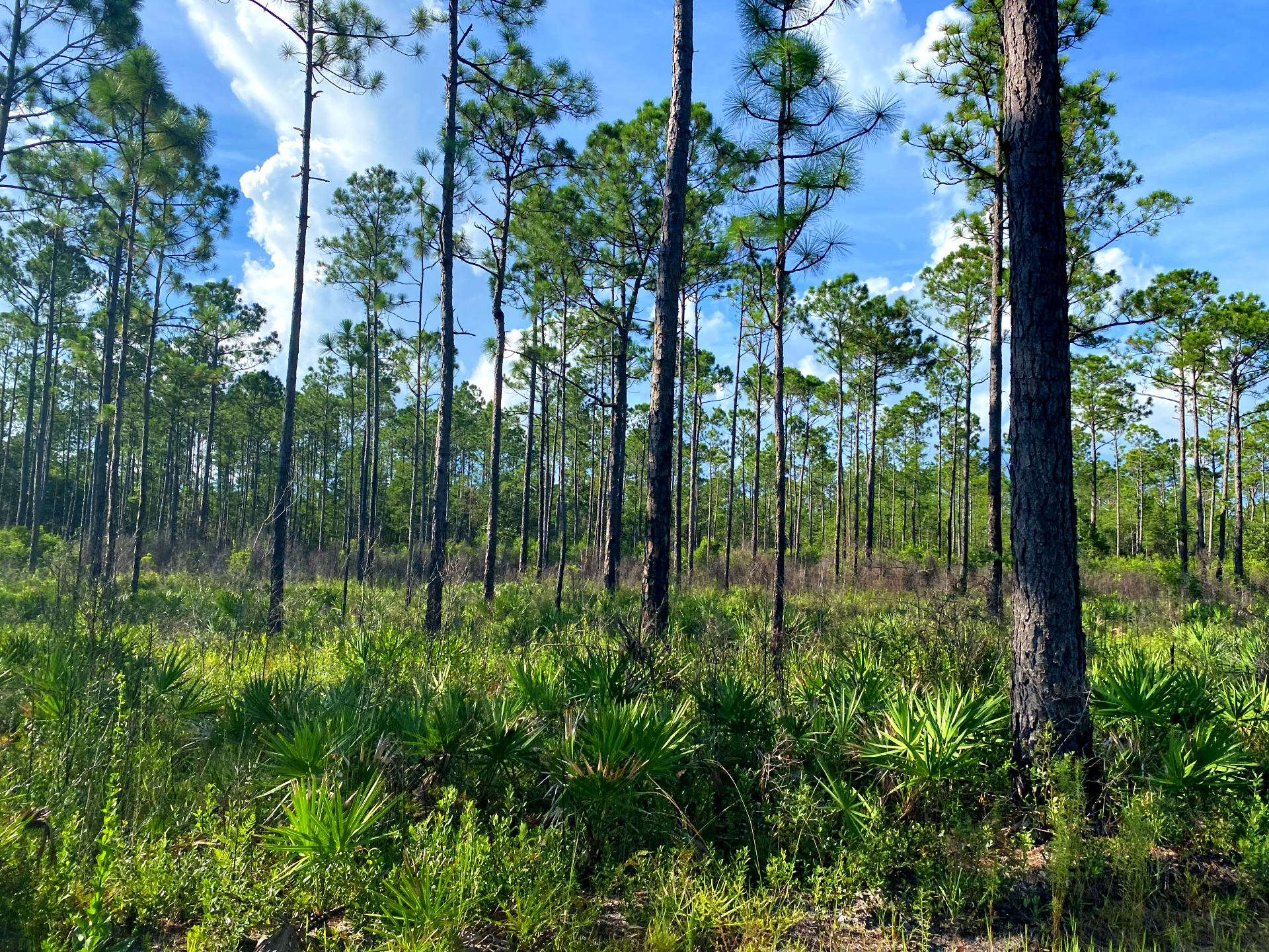 pine flatwood